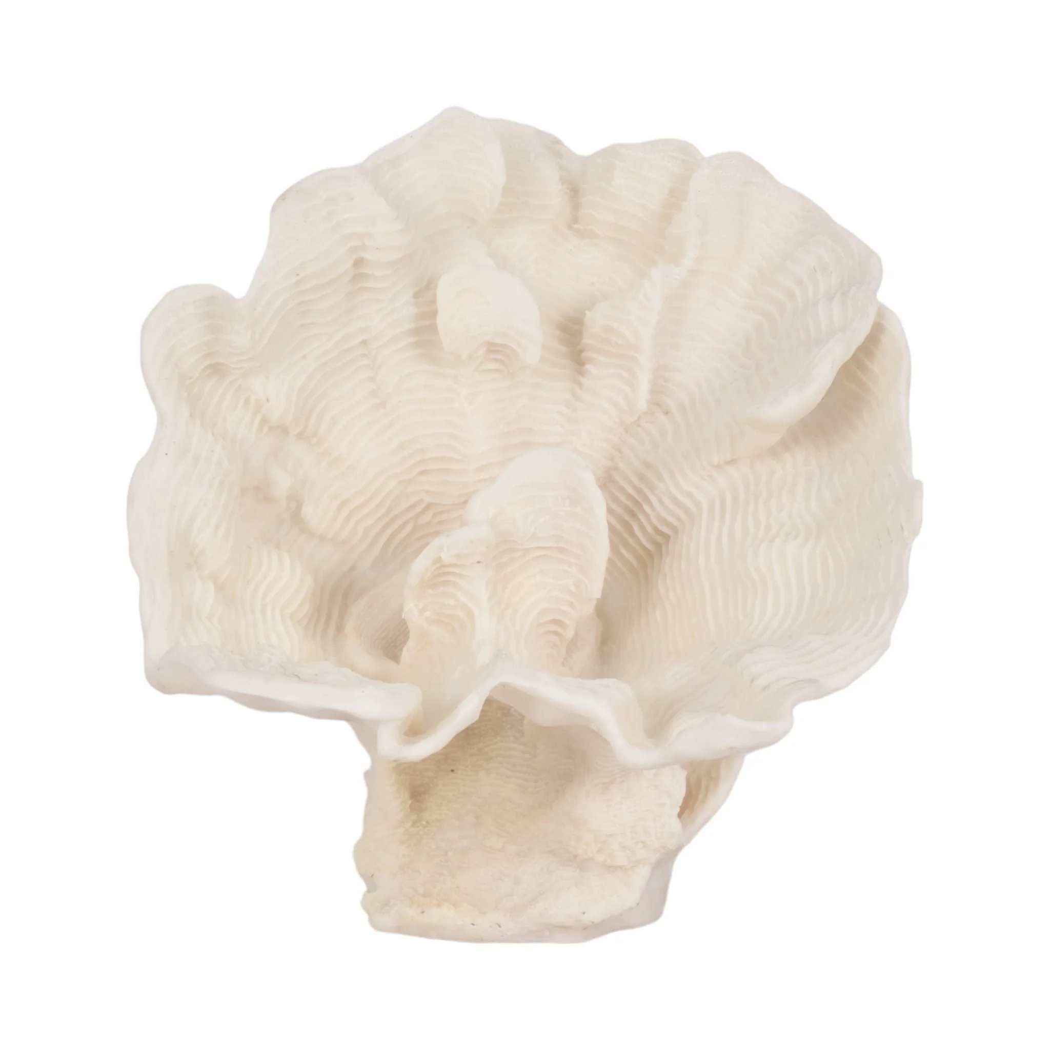 12" Coral Fan Decor, Ivory
