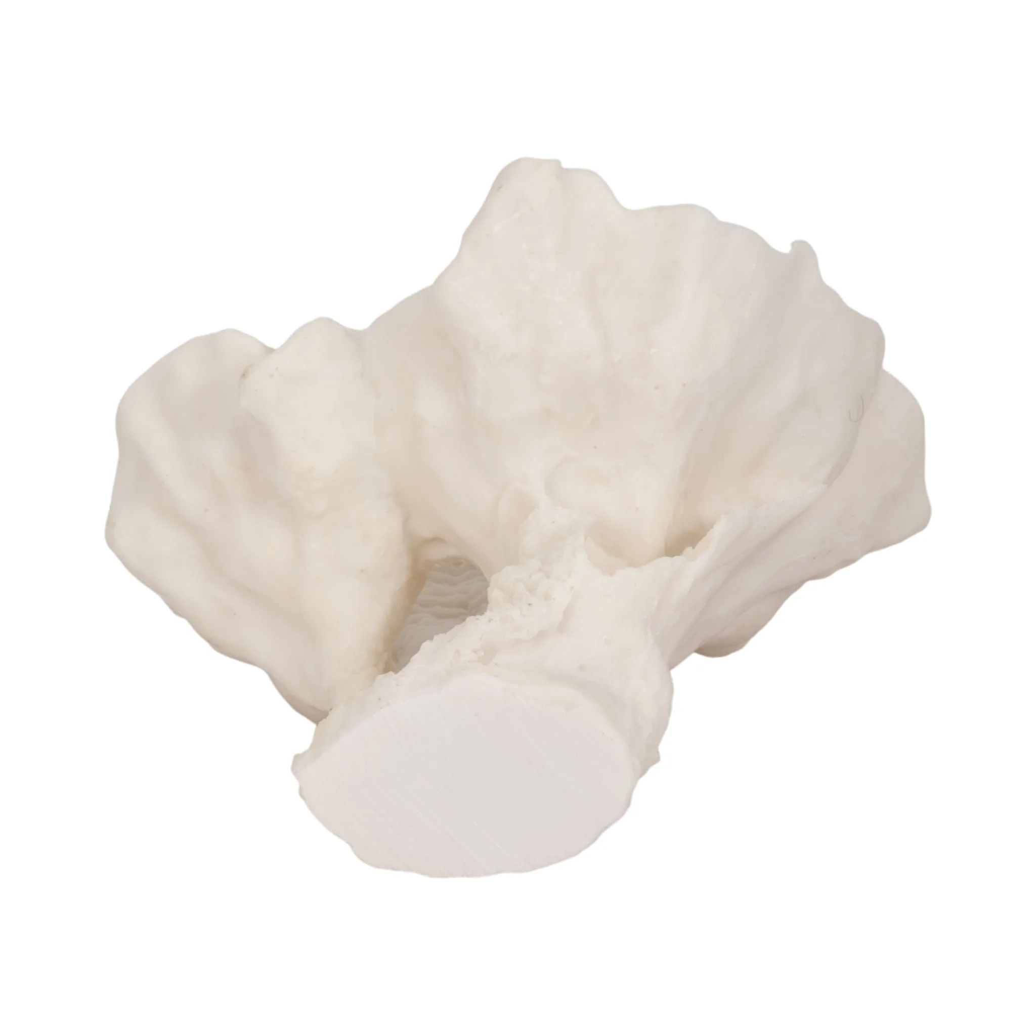 12" Coral Fan Decor, Ivory - Image 7