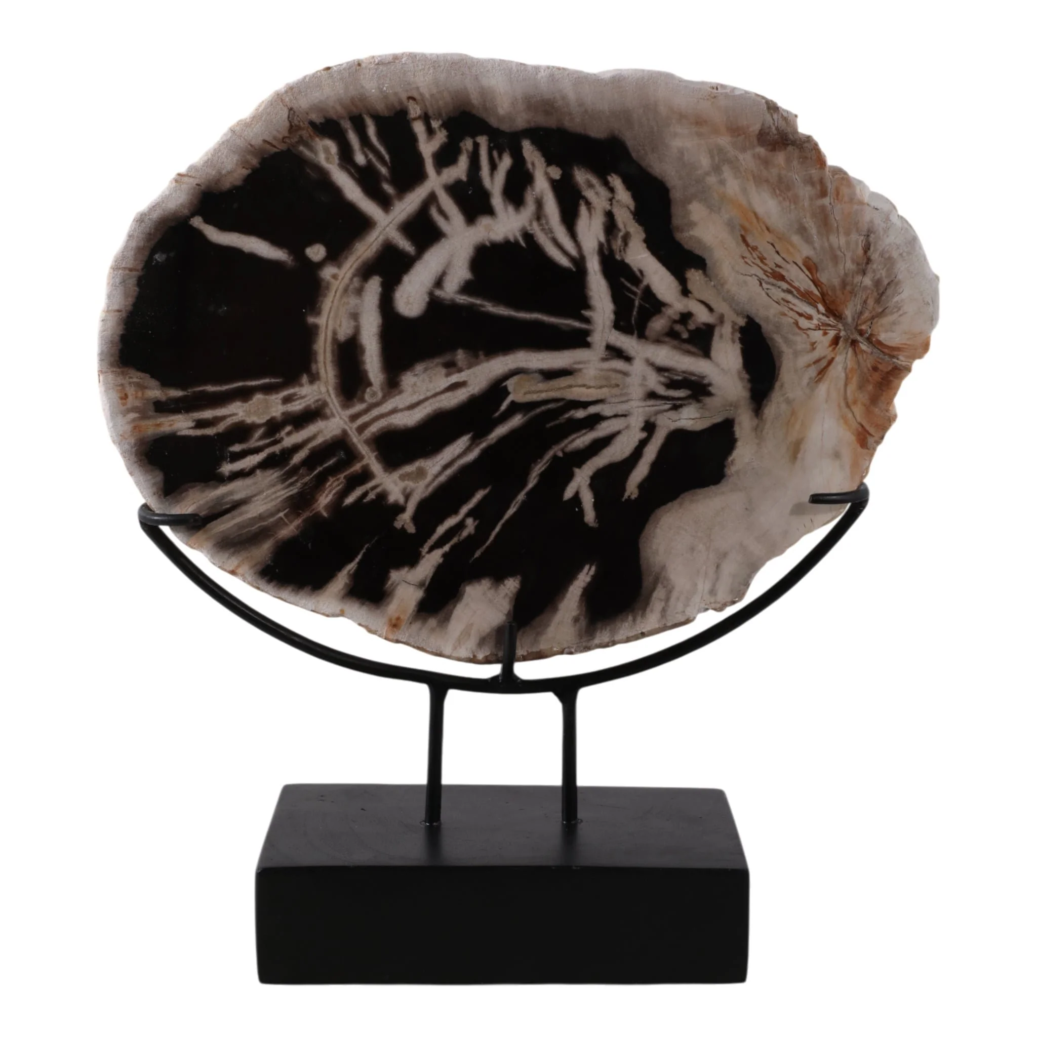17x14" Petrified Wood Disc On Stand, Black/brown