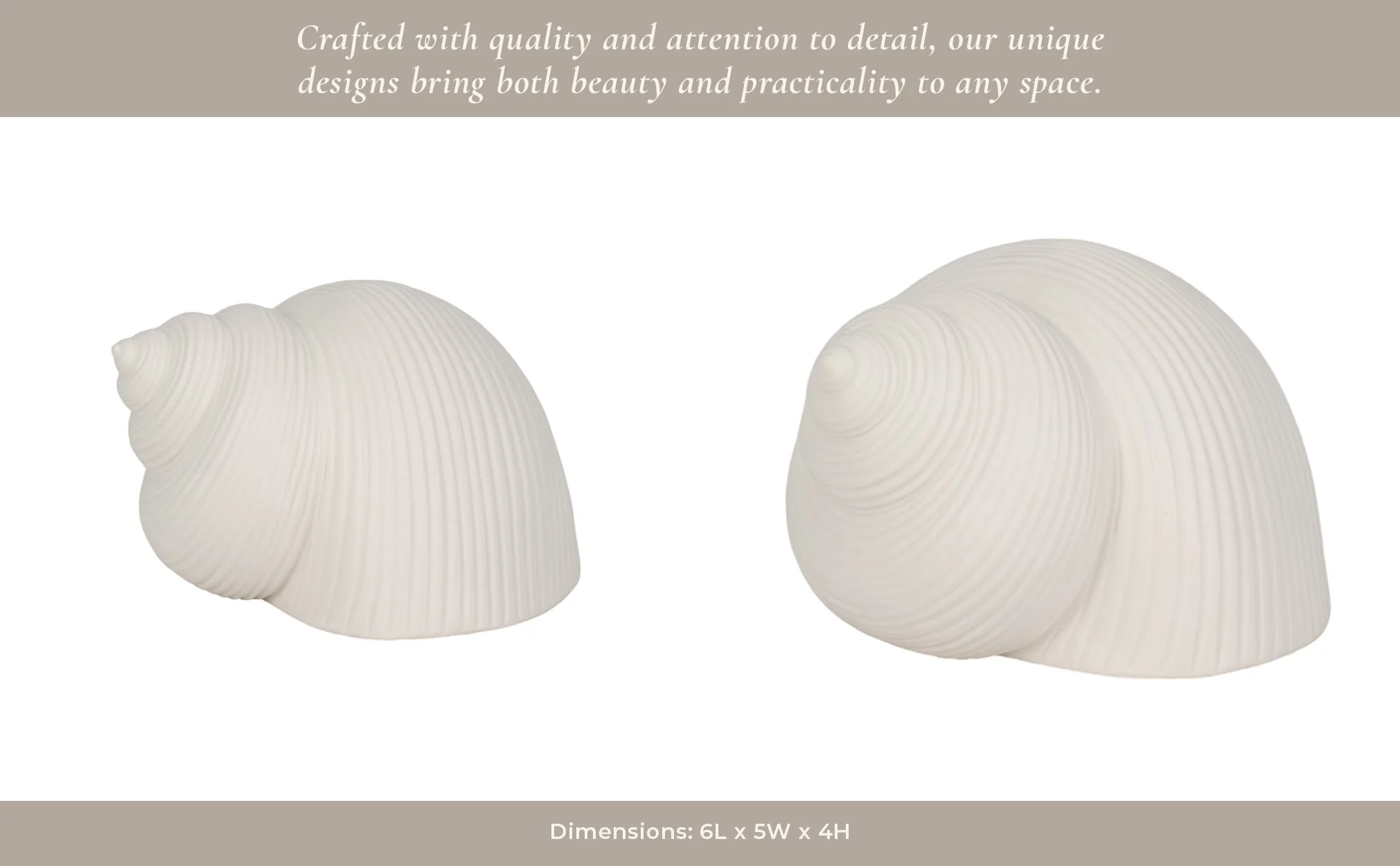 6" Bonnet Seashell, White - Image 13