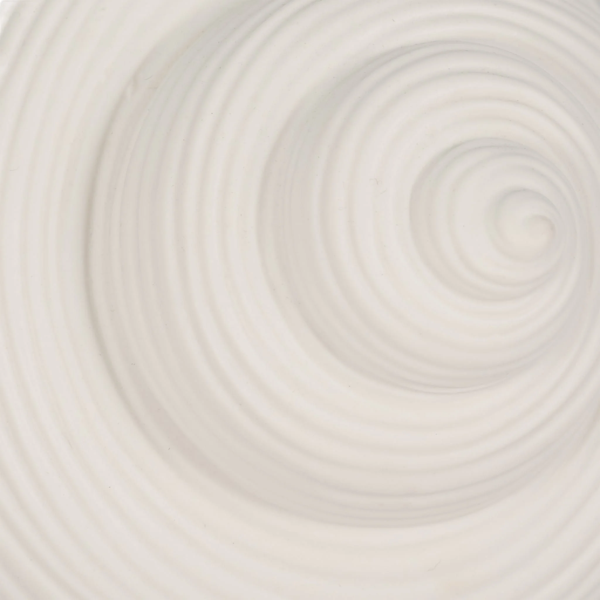 6" Bonnet Seashell, White - Image 5