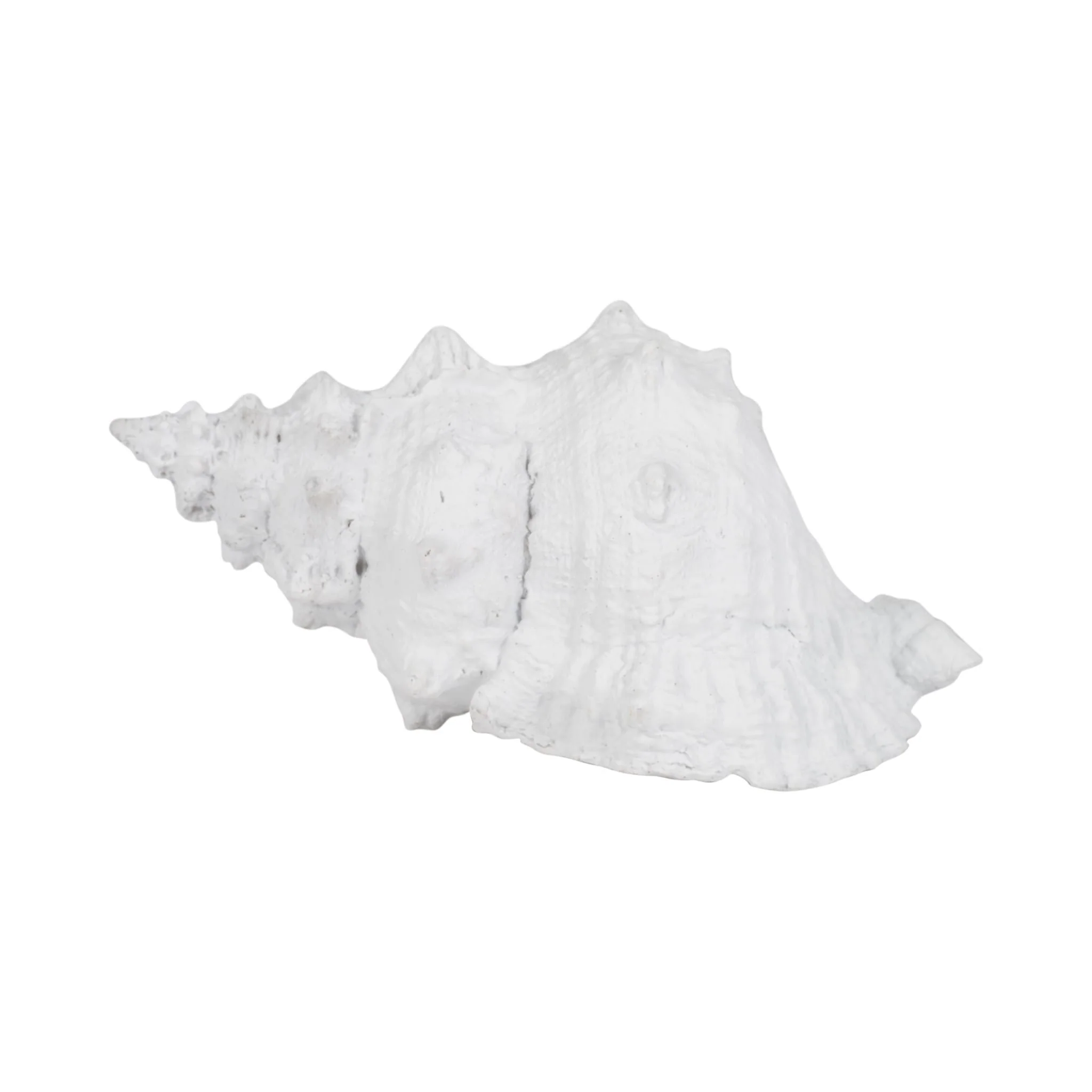 9" Conch Shell, White - Image 4